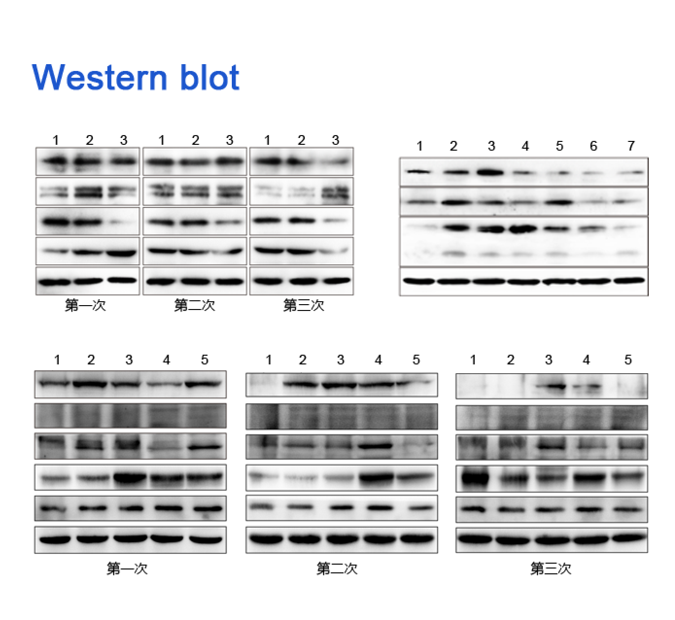 WB實(shí)驗(yàn)